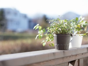 ベランダに置いた植木鉢